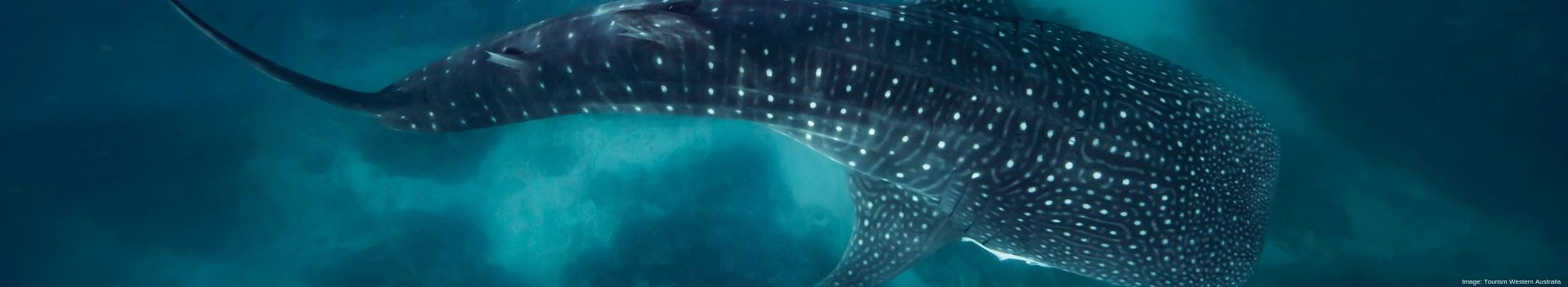 Swimming with Whale Sharks at Ningaloo Reef